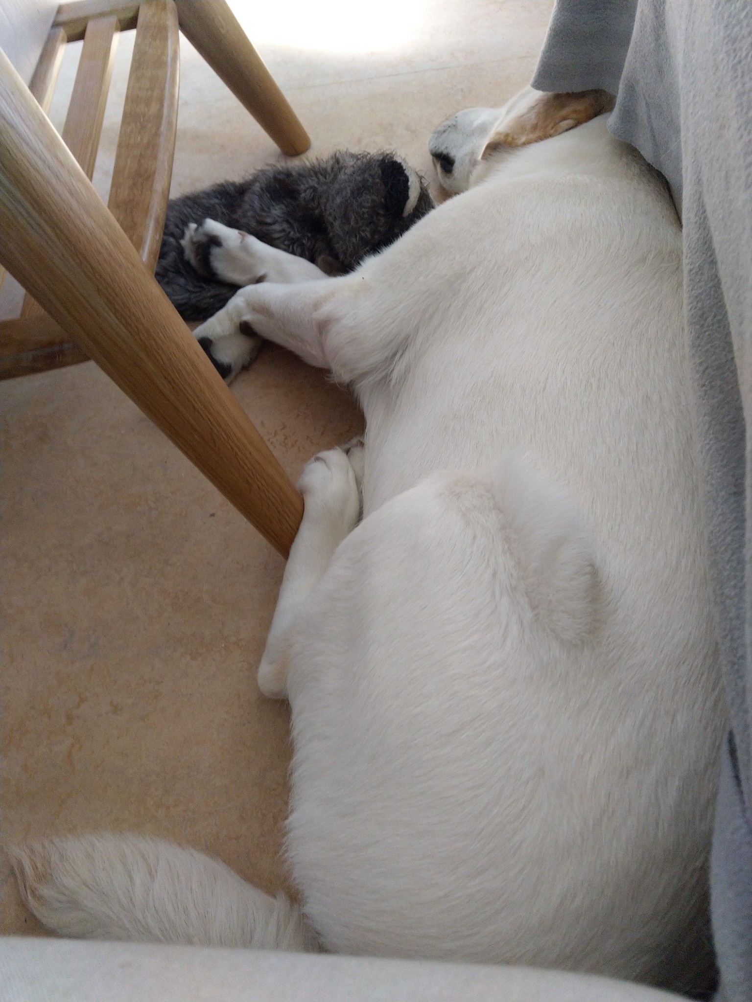 The cutest snoring rioter