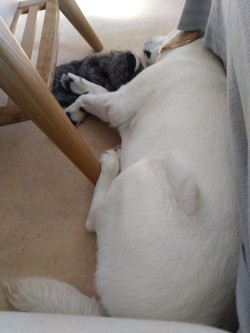 The cutest snoring rioter