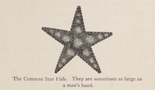 Sometimes as large as a man’s hand. The observing eye. 1860.Internet Archive