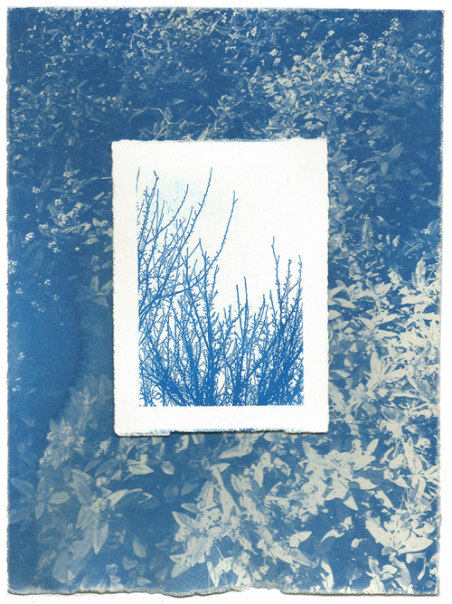 lemaddy-art: Cyanotype collageMaddy young, 2015