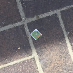 korolevcross:  mayor-lys:  found a rare pepe on the ground at school  that is a common pepe. it’s literally the most common pepe