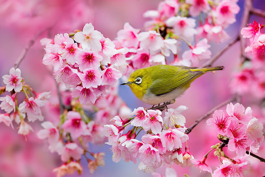 stories-yet-to-be-written:  The Best Pictures Of This Year’s Japanese Cherry Blossoms