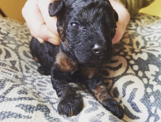 glumshoe:glumshoe:glumshoe:Hhhhhhhhh my little itty baby dog whomst I already love