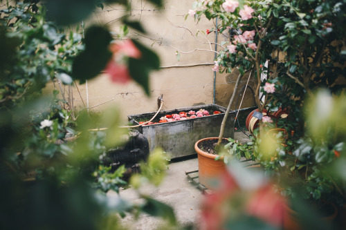 instillmotion:Beautiful water vat filled with flowers, in the corner of a glasshouse in Chatsworth G