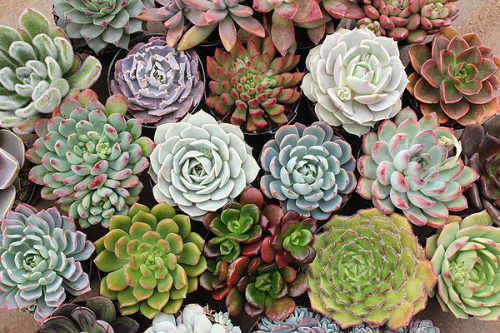 root-beer-riku:myend-ismybeginning:Succulents@frostisass