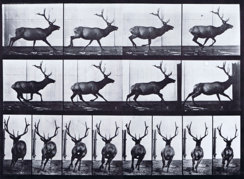 dodsrike-deactivated20140501:Animal locomotion, Plate 695Eadweard Muybridge, 1880s