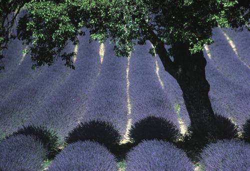 unearthedviews: 1980. Fields of Lavender. FRANCE. Provence.–Dennis Stock