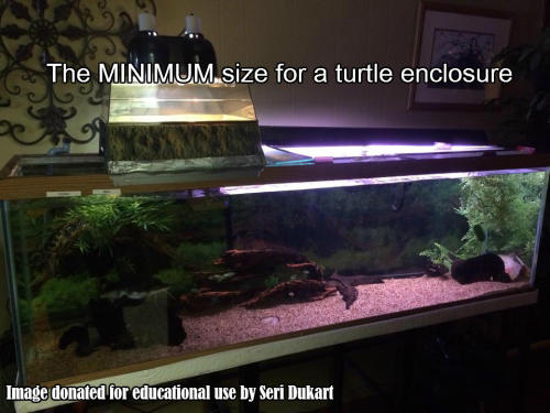 halfkree: happygeckostickysituation: Public Service Announcement FOR THE TURTLES The Teenage Mutant 