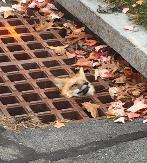 Derpy foxxo got his head stuck in a street sewer. Not to worry though, he was rescued shortly after 