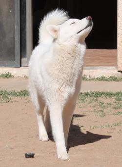 6woofs:  Fluffneck Luka (old photo) 