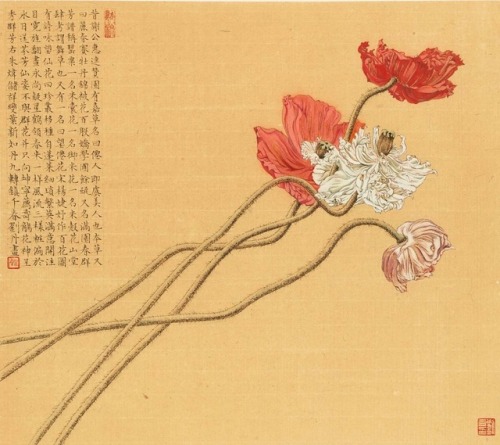 Liu Dan, poppies