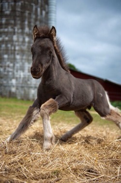  I like your uggs  look at this cute fuzzhorse