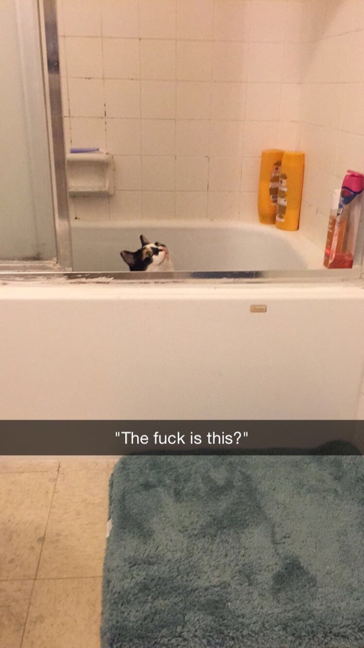 sociologyandlifting:  A day in the life of Clover