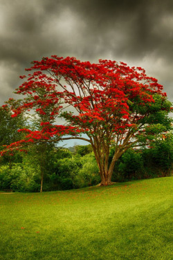 Bonitavista:  Flamboyan Tree, Puerto Ricophoto Via Star