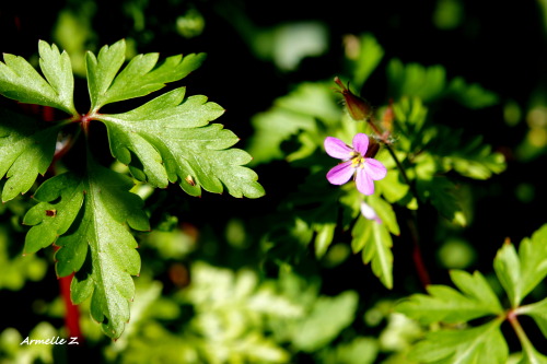 Mini fleurs trop meugnonnes :p