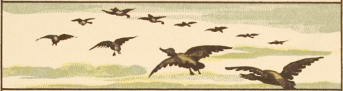 nemfrog:Wild ducks. At home. 1881. J.G. Sowerby, illus. 