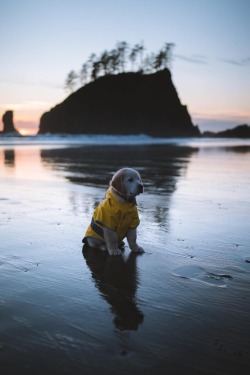 maureen2musings:    Practicing “stay”, waiting to run into Dad’s arms❤️    ourfriendmilo  