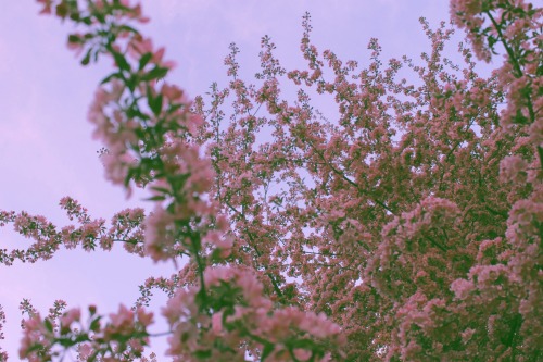 Crabapple by Earth Wanderer Photography on Flickr.