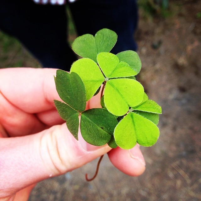 instagram:   Celebrating St. Patrick’s Day Across the World To view more photos