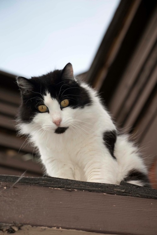 My crazy cat stalking me from the roof ca(submitted by @classic8beauty)