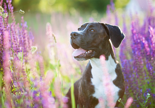 lainphotography: Boxermix Raja, 5 months old.