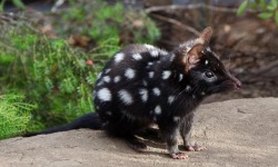 oceaniatropics:a native australian animal, the ‘eastern spotted quoll’