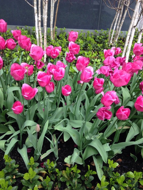 ​4.24.16 - Manhattan has a lot of tulips&hellip;&hellip;