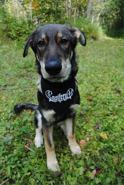 birchspirit:  viking puppy Vegvísir // Ensiferum