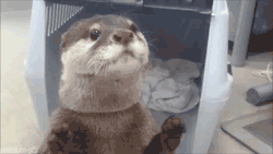 premium-gifs:  Otter gets juice from vending