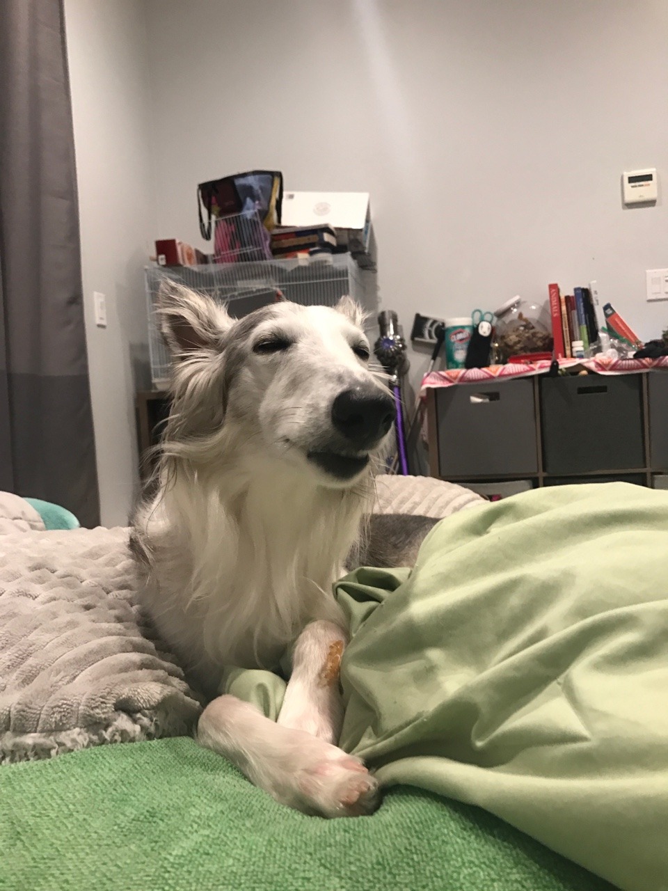 silver-sivien:  malociraptor:   teaalmighty:   teaalmighty: I love how dogs are super
