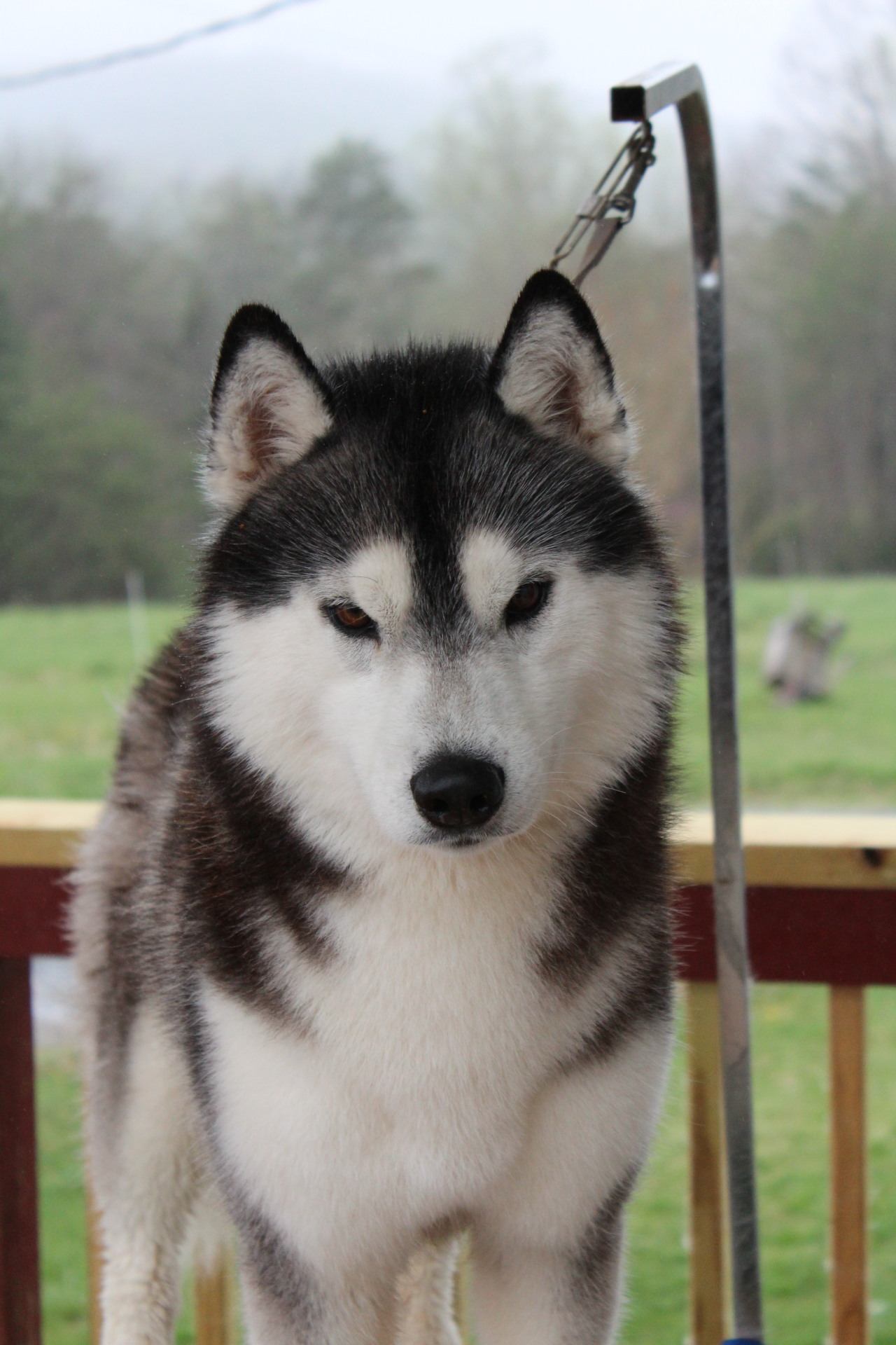husketeers:  Another introduction post, this time of the dogs I live with. Reno,
