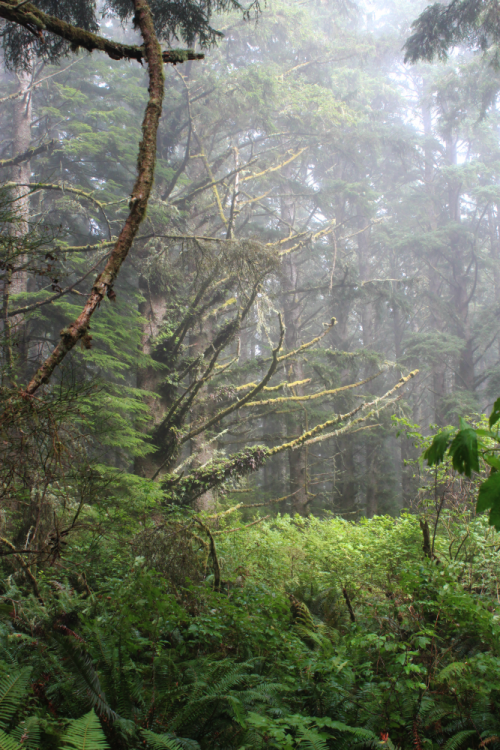 bright-witch: Persephone’s Sanctuary ◈ Pacific Northwest photography by Michelle N.W. ◈ ◈ Prin