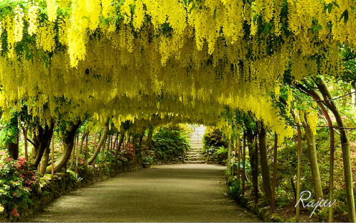 Laburnum Arch,Bodnant Garden,North Wales by Air Force 2 on Flickr.