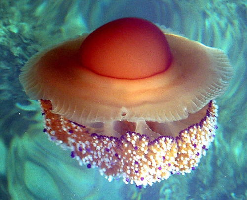 Sex ftcreature:  Fried Egg Jellyfish Are Kind pictures