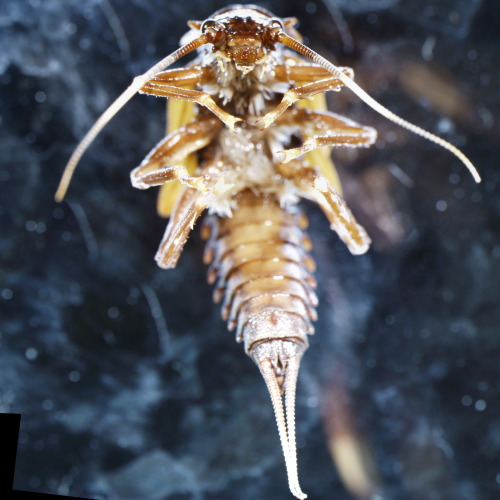 Pteronarcys sp., one of the flashiest stoneflies.