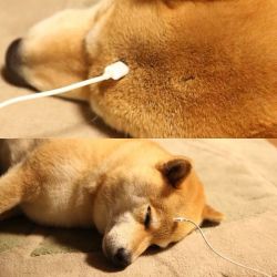 bunnyfood:  When your doge needs to be recharged. 