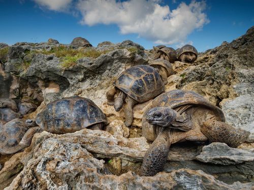 Aldabra Giant Tortoises Image, Seychelles - National Geographic Photo of the Day Aldabra giant torto