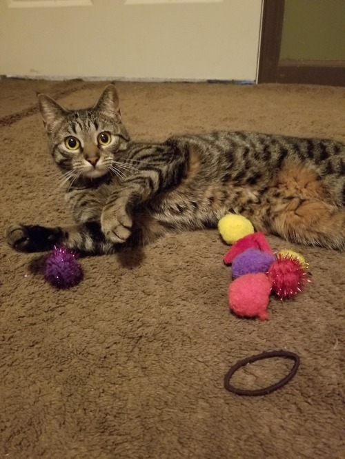 buttercupandwestley:  dejnar:   buttercupandwestley:  When I’m sad, she starts making a pile of toys near me  This cute angel wants to make you happyyy ToT tell her I love her.   I told her you loved her and this was her response: I think that means