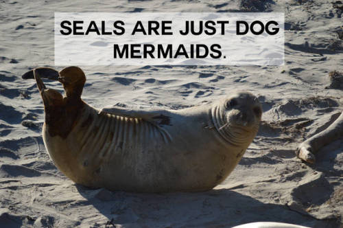 thatonecubjon:  pastel-yuri:My dog has no idea that whales exist  can i have a domesticated bear???