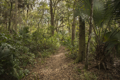 Sunlit Path