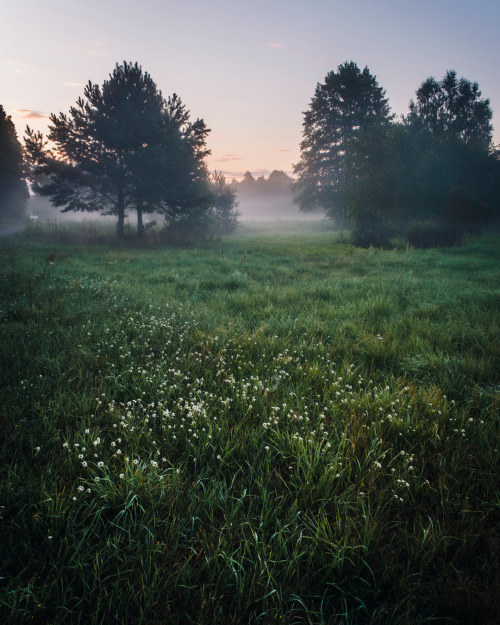 Meadow morningŁąka o poranku