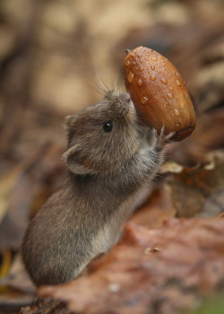 afaerytalelife: Bank Vole in The Forest, by  Robert Booth.