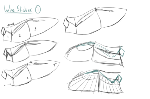 Wednesday UpdateBird wing anatomy practice from earlier in the month. I had to draw bird wings in a 