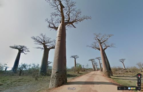 oessa:Avenue of the Baobabs, Madagascar -20.250515,44.4189918