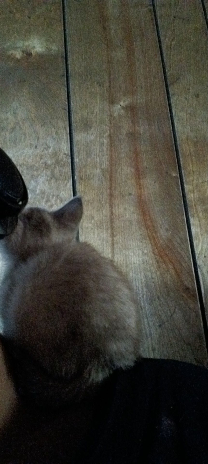 It Seems I Was Mistaken I Have A Parrot