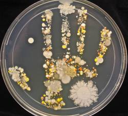 sixpenceee:  A microbiological culture of an 8-Year old’s handprint after playing outside. This makes me… itchy. 