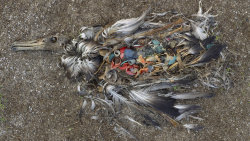 skunkbear:  Where do plastic bottle caps go? A lot of them end up in the ocean. 75% of ocean debris is made of plastic. And it doesn’t just float around. A lot of it ends up killing marine life, like this young albatross. We talked with marine biology
