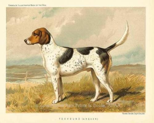 The Illustrated Book of the Dog by Vero Shaw. 1880. Chromolithograph. Cassell, Petter, Galpin Co., L