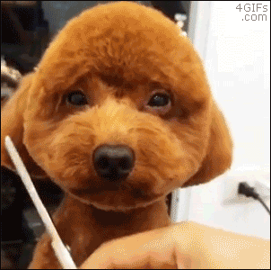 Patient dog tolerates a haircut