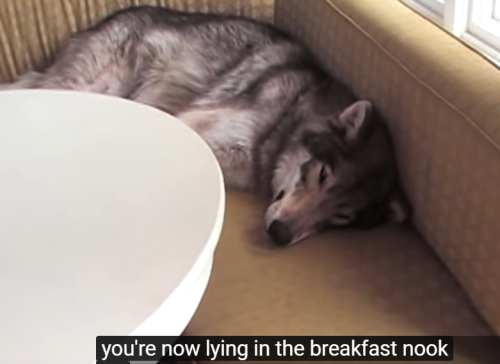 tragedycamp:oh to be a wolf lying in the breakfast nook 